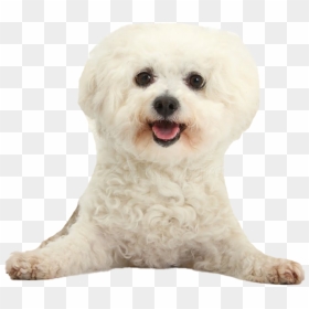 White Poodle Png Clipart - White Bichon Clipart Transparent Background, Png Download - poodle png