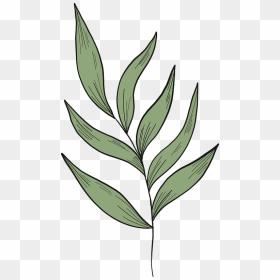 Eucalyptus Branch Clipart - Illustration, HD Png Download - eucalyptus png
