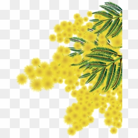 Thumb Image - Mimosa Png, Transparent Png - mimosa png