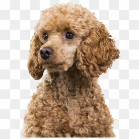 Standard Poodle Miniature Poodle Cockapoo Spanish Water - Cockapoo With Poodles Face, HD Png Download - poodle png