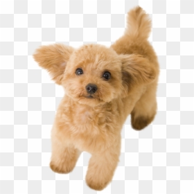 Thumb Image - Puppies Png Transparent Background, Png Download - poodle png