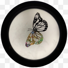 Spreading Your Wings - Monarch Butterfly, HD Png Download - butterfly wings png