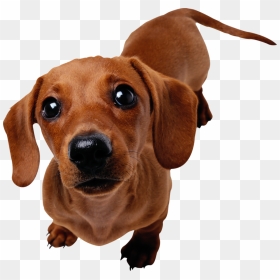 Dachshund Dog Png - Sausage Dog Transparent Background, Png Download - dog sitting png
