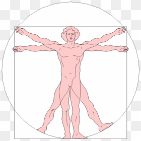 Drawing Leg Leonardo - Pink Renaissance Transparent, HD Png Download - vitruvian man png