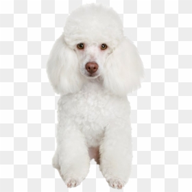 White Poodle Png Free Image - Kulfi Kumar Bajewala Dog Breed, Transparent Png - poodle png