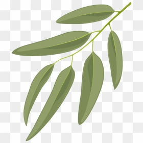 Blue Gum Leaf Clipart - Twig, HD Png Download - eucalyptus png