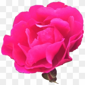 Nature Rosebush Photography Freetoedit - Garden Roses, HD Png Download - rose bush png