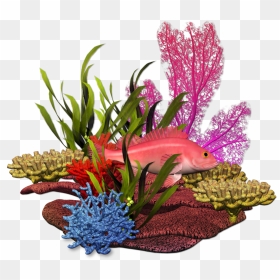 Sea Plant Png, Transparent Png - coral reef png
