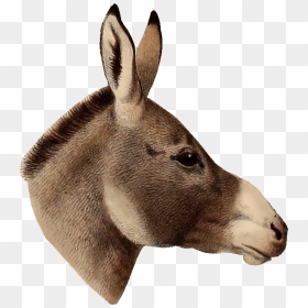 Donkey Head Png, Transparent Png - hillary clinton head png