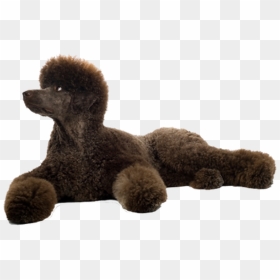Grooming Your Standard Poodle - Standard Poodle White Background, HD Png Download - poodle png