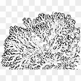 Download Reef Clipart Transparent - Coral Reefs Black And White Clipart Png, Png Download - coral reef png