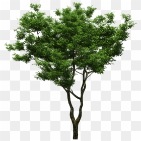 Arboles Png Para Photoshop , Png Download - Styphnolobium Japonicum Png, Transparent Png - arboles png