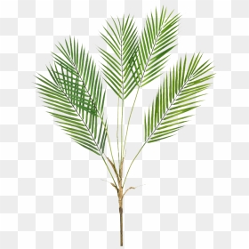 Palm Tree, HD Png Download - palm fronds png