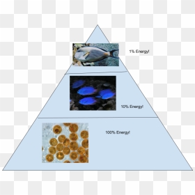 And This Is Our Corresponding Energy Pyramid - Ecological Pyramid Coral Reef, HD Png Download - coral reef png