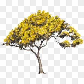 Arboles En Perfil Png , Png Download - Árboles En Png, Transparent Png - arboles png