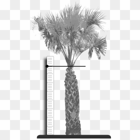 Palm Fronds Png, Transparent Png - palm fronds png