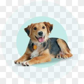 Doggy-sitting - Dogs Image With Name, HD Png Download - dog sitting png