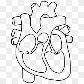 Human Heart Clipart Group Banner Black And White Download - Outline Drawing Of Human Heart, HD Png Download - banner outline png