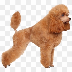 Poodle Png Photo - Poodle Png, Transparent Png - poodle png