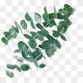 Eucalyptus Transparent, HD Png Download - vhv