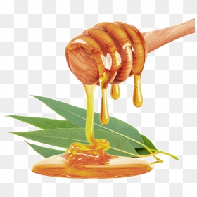 Eucalyptus Honey, HD Png Download - eucalyptus png