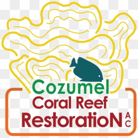 Cozumel Coral Reef Restoration - Coral Reef Restoration Cozumel, HD Png Download - coral reef png