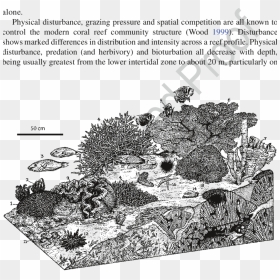 Illustration, HD Png Download - coral reef png