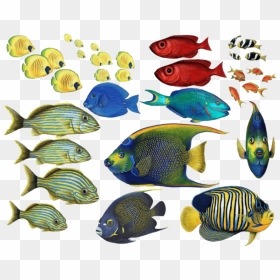 Goldfish Clipart Coral Reef Fish - Beautiful Tropical Fish, HD Png Download - coral reef png