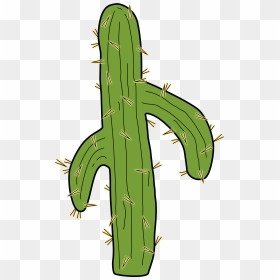 San Pedro Cactus, HD Png Download - cactus clipart png