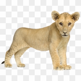 Lion Png Image, Free Image Download, Picture, Lions - Lion Cub Png, Transparent Png - lions png