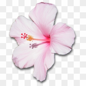 Flower With Shadow By - Pink And White Hibiscus Flower, HD Png Download - hibiscus flower png