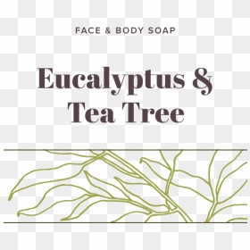 Eucalyptus, HD Png Download - eucalyptus png