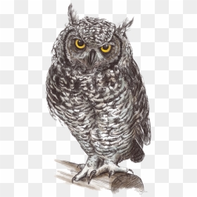 Owl Clipart Fox - Owls Png, Transparent Png - ovo owl png
