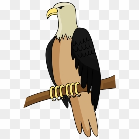 Bald Eagle Clipart - Bald Eagle, HD Png Download - eagle clipart png