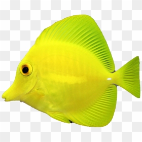 Coral Reef Fish Clipart , Png Download - Pomacentridae, Transparent Png - coral reef png