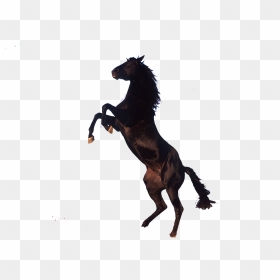 Horse With No Background Clipart , Png Download - Mustang Horse Transparent Background, Png Download - mustang horse png