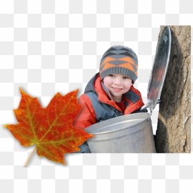 Child, Maple Syrup Buck And Maple Leaf - Sugarbush Maple Syrup Festival, HD Png Download - maple syrup png