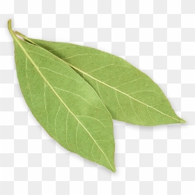 Bay-leaves - Buttonbush, HD Png Download - laurel leaves png