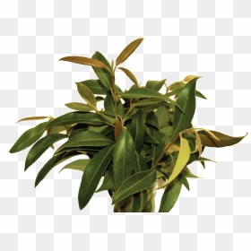 Backhousia Citriodora Leaves, HD Png Download - laurel leaves png