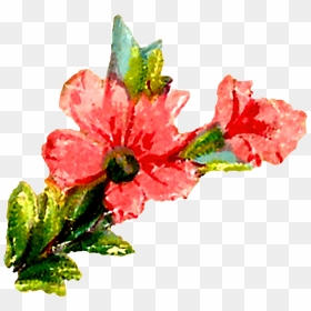 Pastel Floral Clipart Downloads - Watercolor Painting, HD Png Download - hibiscus flower png