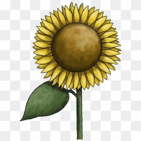 Sunflower Clipart Free Images - Clip Art, HD Png Download - sunflower clipart png