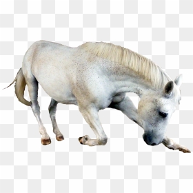 Horse - Free White Horse Png, Transparent Png - mustang horse png