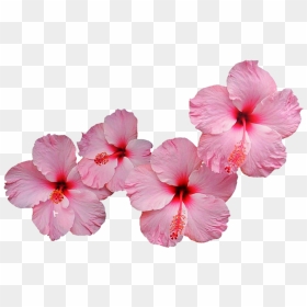 Thumb Image - Pink Hibiscus Flower Png, Transparent Png - hibiscus flower png