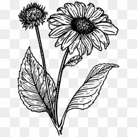 Banner Black And White Black And White Sunflower Clipart - Sunflower Clipart Black And White, HD Png Download - sunflower clipart png