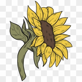 Sunflower Clipart - Sunflower, HD Png Download - sunflower clipart png