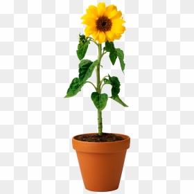 Sun Flower In A Pot, HD Png Download - sunflower clipart png