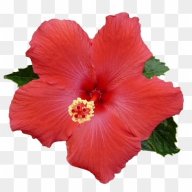 Pin De Gary B - Transparent Background Hibiscus Png, Png Download - hibiscus flower png