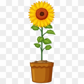 Library Of Planting Flower Picture Royalty Free Stock - Sunflower Plant Clip Art, HD Png Download - sunflower clipart png