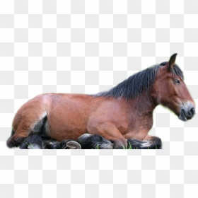 Horse Png - Horse Lying Down Transparent Background, Png Download - mustang horse png