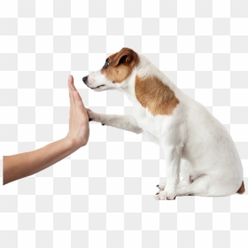 Image - Dog High Five Png, Transparent Png - happy dog png